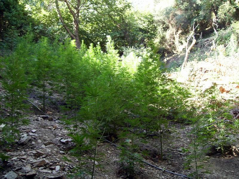 Χασισόδεντρα ύψους 4 μέτρων!