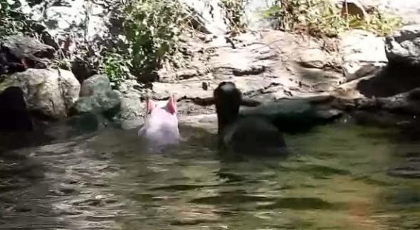 Το γουρουνάκι… ναυαγοσώστης!