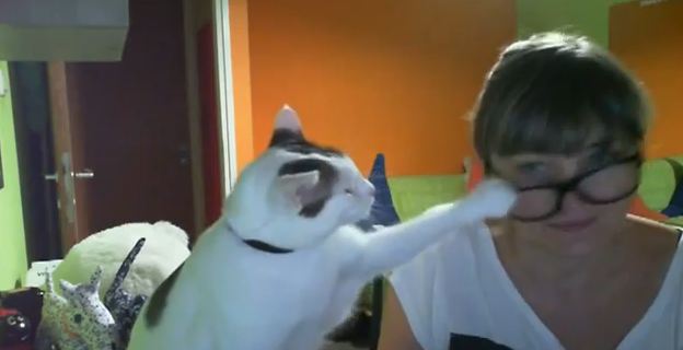 Όταν μία γάτα…απαιτεί!