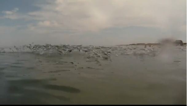 Κοπάδια ψαριών σε πανικό