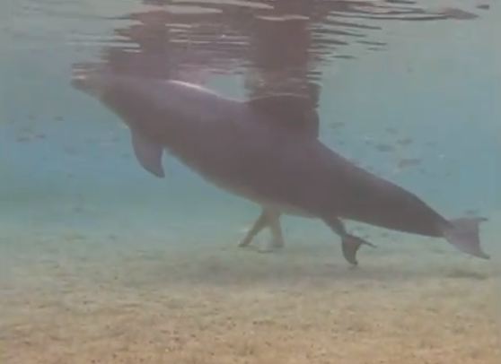 Πως γεννιέται ένα δελφίνι