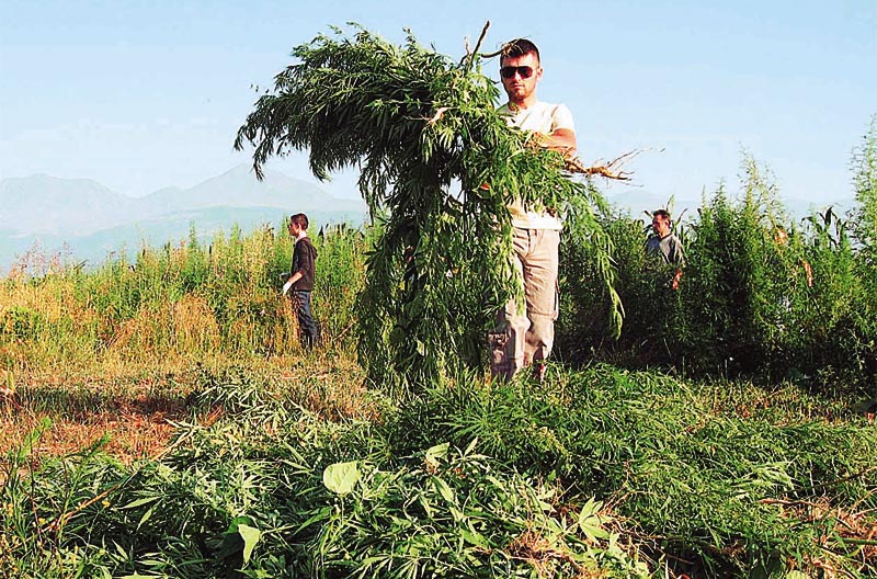 Καλλιεργούσε χασίς στο σπίτι του