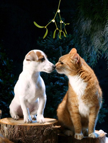 Η φιλοζωική ενάντια στα pet shops