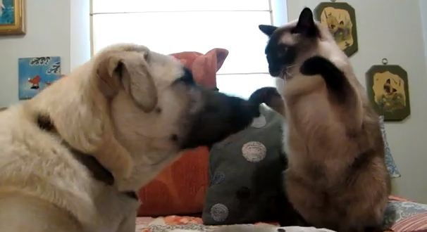 Γάτος “μποξέρ”…έδειρε σκύλο!