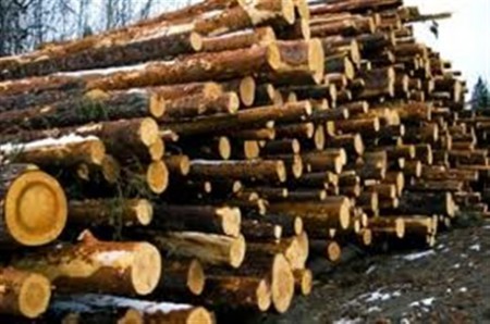 Έπιασαν παράνομους ξυλοκόπους