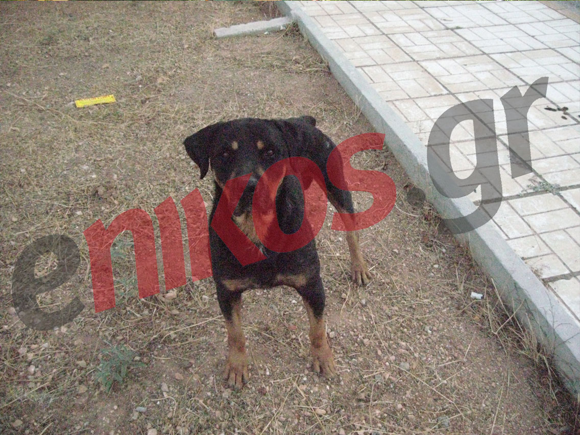 Αδέσποτο Rottweiler στη Γλυφάδα