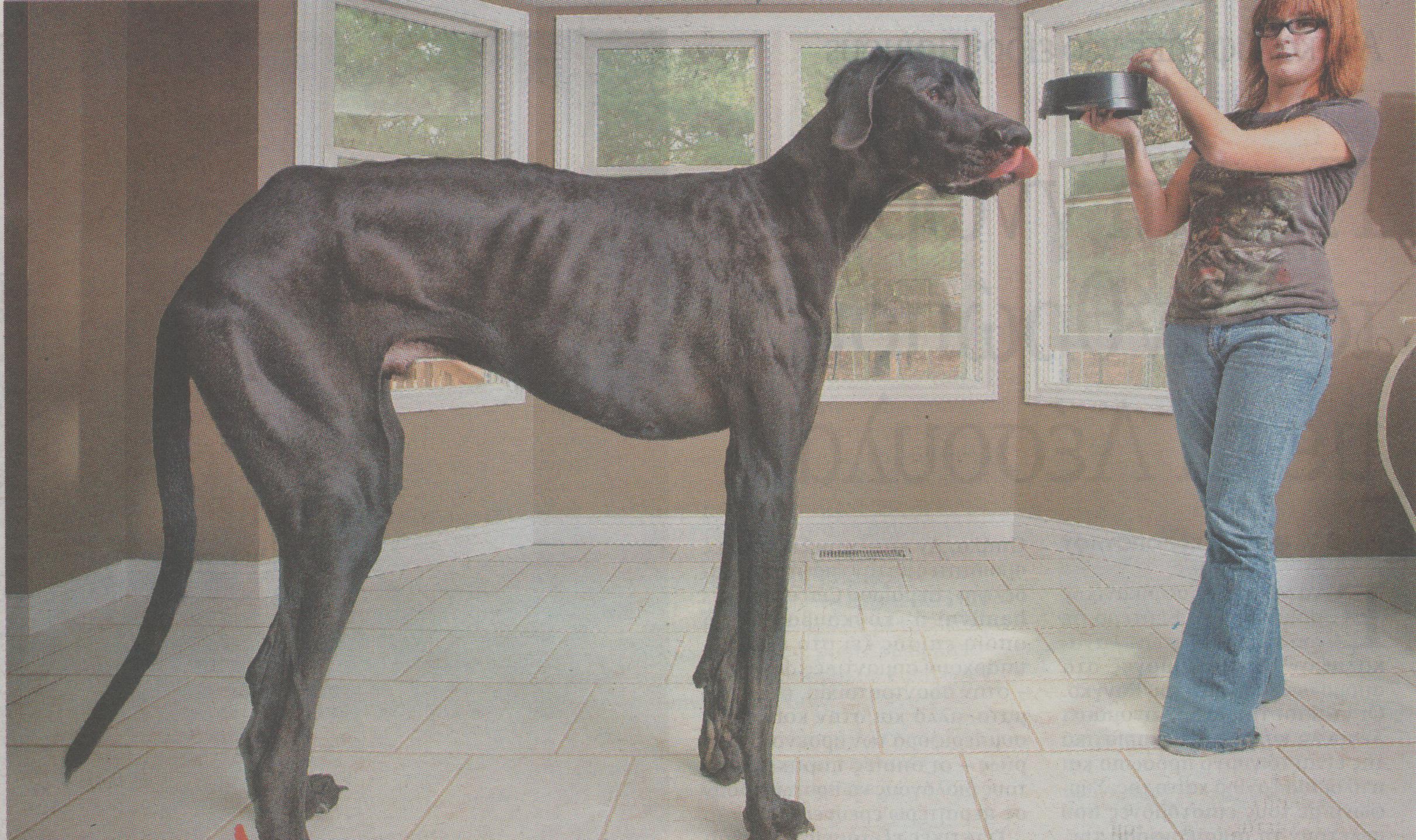 Σκύλος που φτάνει τα 2.23μ.