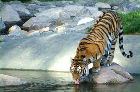 Του επιτέθηκε σιβηρική τίγρης