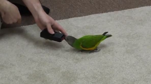 Ο παπαγάλος…ζογκλέρ!