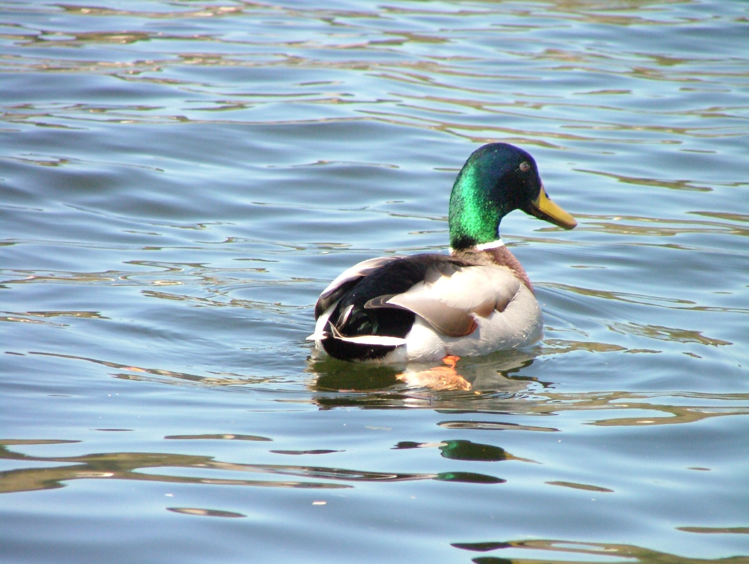 Βίασε την πάπια του πεθερού του…