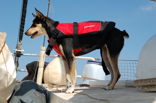 Εγκατέλειψαν σκυλί σε πλοίο