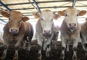 Μοσχάρια με κλασική…παιδεία