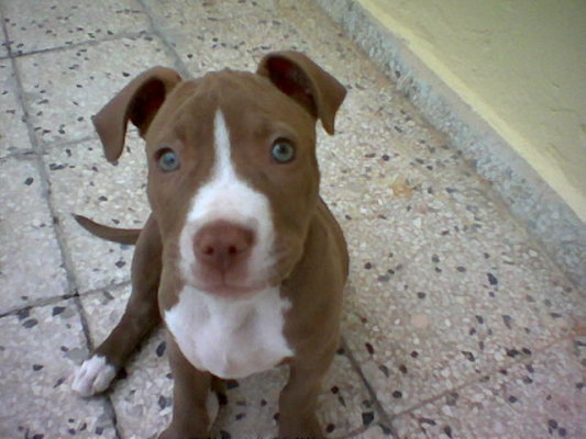 Παράτησε το σκυλί του στο πλοίο