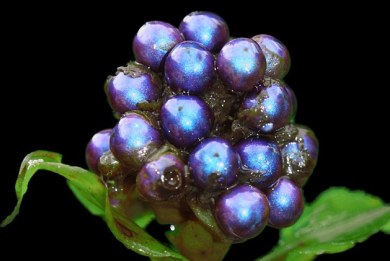 Πιο μπλε φρούτο δεν έχετε δει