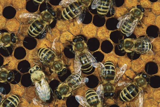 Στην εντατική από σμήνος μελισσών