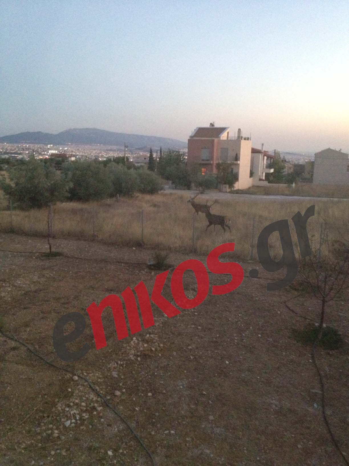 Τα ελάφια της Πάρνηθας κατέβηκαν στον οικισμό Πανόραμα!