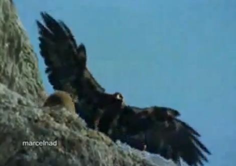 Η δύναμη του αετού