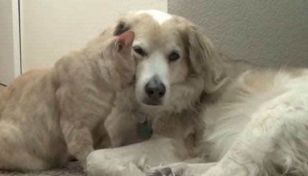 Η γάτα ερωτεύθηκε τον σκύλο