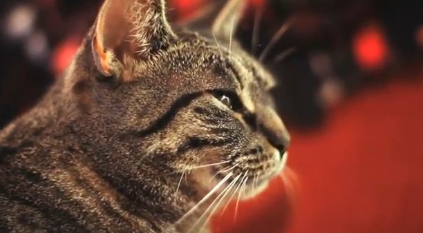 Τραγουδάει… νιαουρίζοντας!