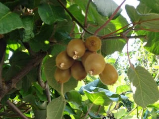 Έντομο αναστατώνει την Θεσσαλία