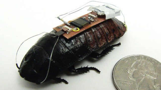 Τηλεκατευθυνόμενες…κατσαρίδες