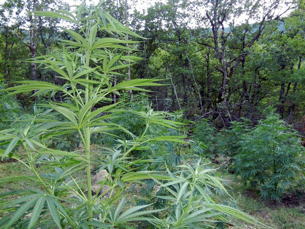 Φυτεία με 992 δενδρύλλια χασίς