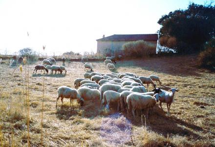 Κάηκαν 60 πρόβατα