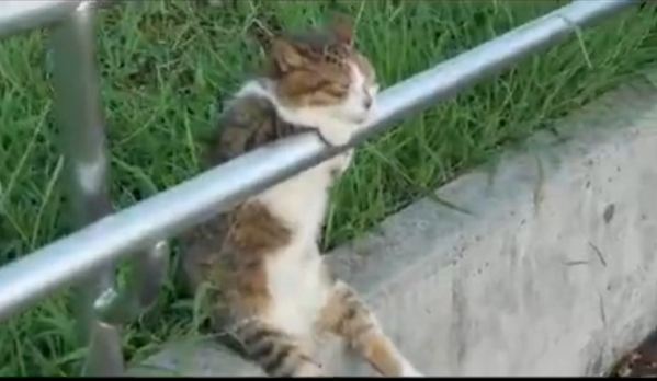 Μια γάτα φιλοσοφεί τη ζωή