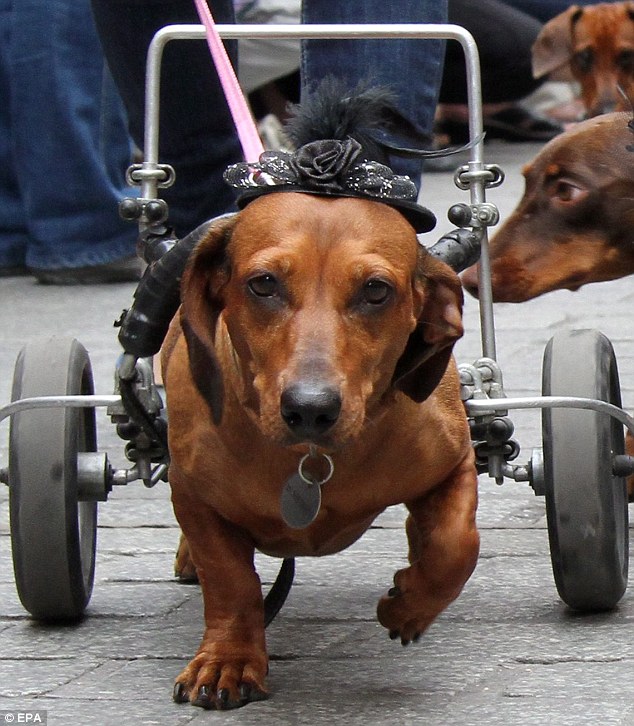 Τετράποδη παρέλαση