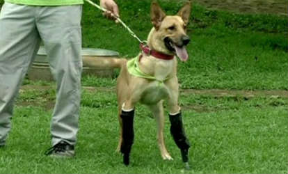 O σκύλος ήρωας