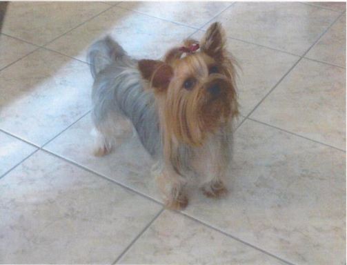 Διαρρήκτες έκλεψαν τη… Λίζα