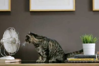 Νormann, η γάτα οικολόγος