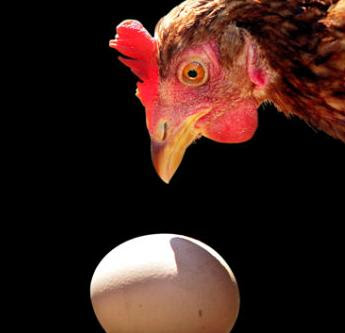 Το καρτέλ της … κότας