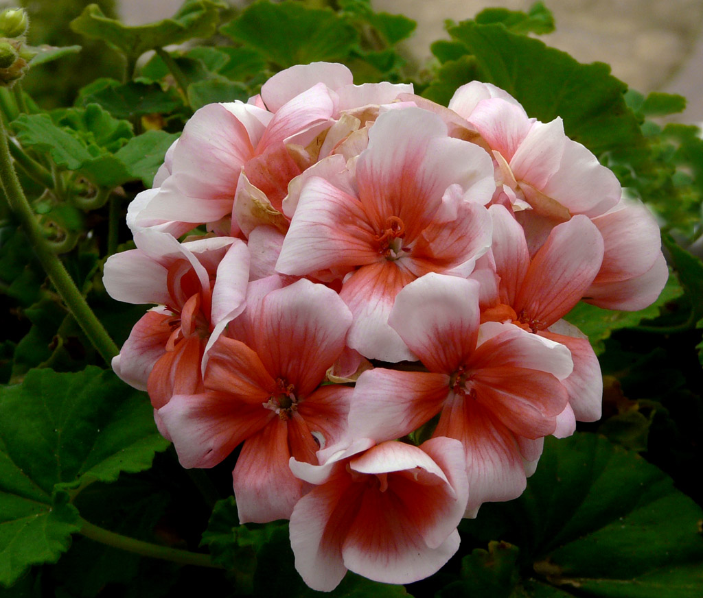 Το γεράνι των…αλλεργικών