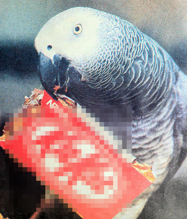 Πέθανε ο γηραιότερος παπαγάλος