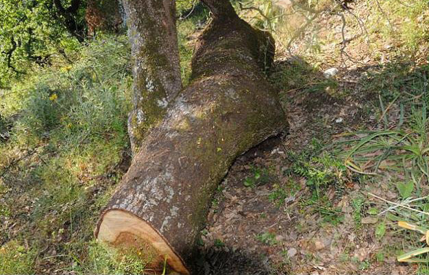 Διαστάσεις παίρνει η λαθροϋλοτομία