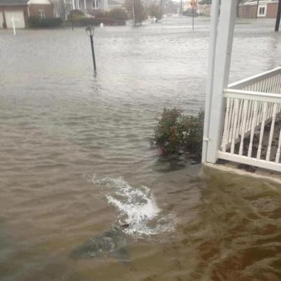 Καρχαρίες στο Νιου Τζέρσι!