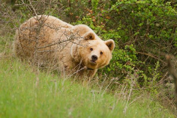 Nεκρή η «Ζαΐρα»