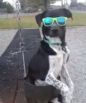 Ένας πολύ cool… σκύλος!