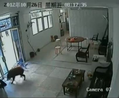 Αγριογούρουνο σε γραφείο