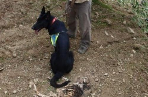 Λαγωνικά ανιχνευτές… φόλας