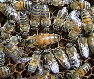 Παράγουν πράσινο και μπλε…μέλι