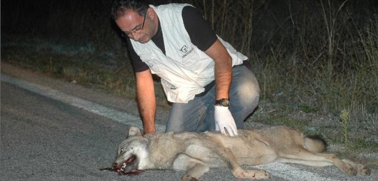 Νεκρή λύκαινα σε τροχαίο
