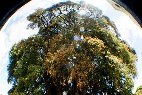 Το μεγαλύτερο δέντρο του κόσμου