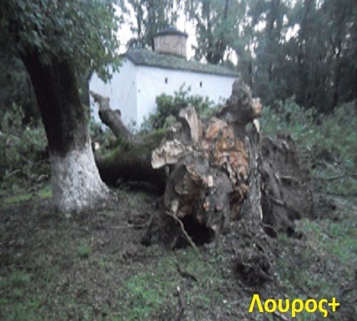 Η Θεομηνία σήκωσε τα δέντρα