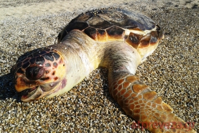 Βρέθηκε 3η νεκρή καρέττα-καρέττα