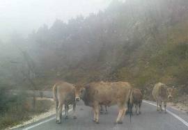 Αγελάδες έκλεισαν τον δρόμο