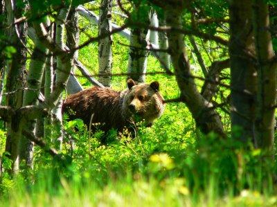 Στο καταφύγιο του Αρκτούρου