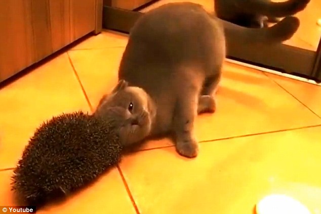 Η φαγούρα της … γάτας