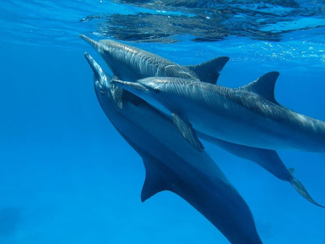 Δελφίνια: Ο μύθος και η αλήθεια
